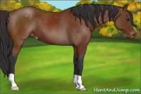 Horse Color:Brown Appaloosa