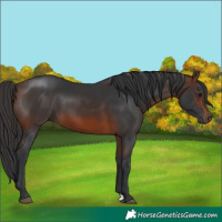 Horse Color:Brown 