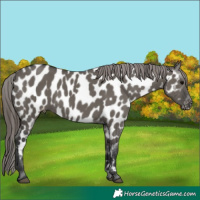 Horse Color:Grullo Appaloosa 