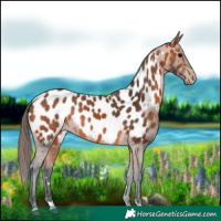 Horse Color:Bay Near Leopard 