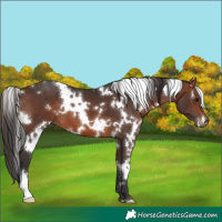 Horse Color:White Spotted Brown 