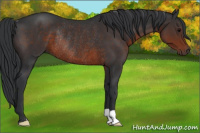 Horse Color:Brown Rabicano 