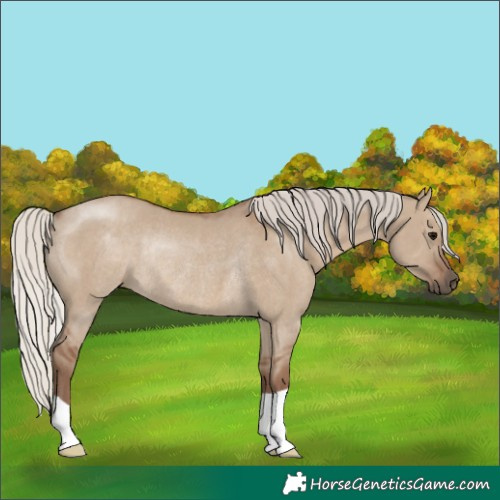 Horse Color:Silver Grullo Rabicano 
