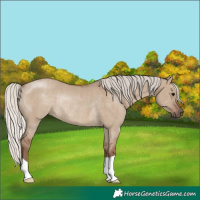Horse Color:Silver Grullo Rabicano 