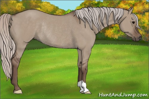 Horse Color:Silver Grullo Rabicano