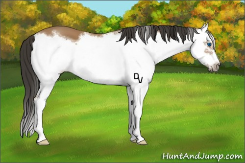Horse Color:Bay Splash Frame 