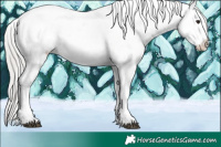 Horse Color:White Spotted Silver Brown Sabino Splash Appaloosa 