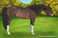 Horse Color:Brown Rabicano 