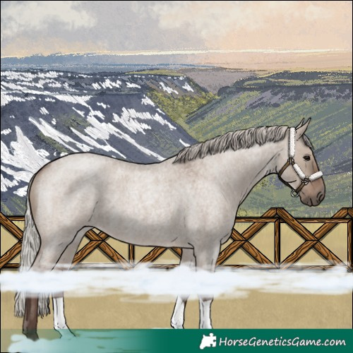 Horse Color:Silver Grullo Roan