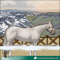Horse Color:Silver Grullo Roan 