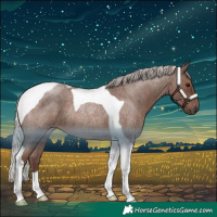 Horse Color:Silver Blue Roan Tobiano Rabicano 