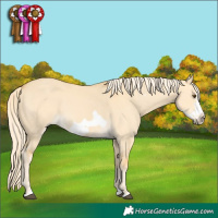 Horse Color:Palomino Dun Splash Frame 