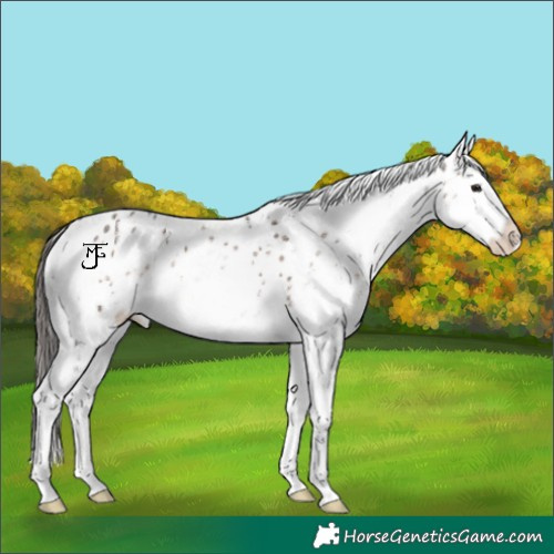 Horse Color:White Spotted Bay Dun Near Leopard