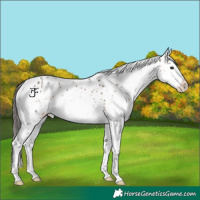 Horse Color:White Spotted Bay Dun Appaloosa 