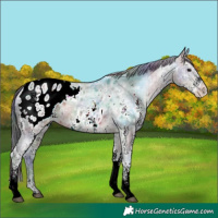 Horse Color:Nacre White Spotted Brown Ice Appaloosa 