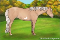 Horse Color:Silver Amber Champagne Frame 