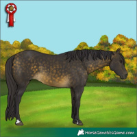 Horse Color:Buckskin 