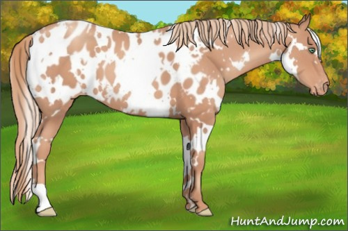 Horse Color:White Spotted Gold Champagne Appaloosa 