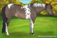 Horse Color:Brown Dun Tobiano 