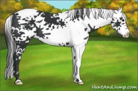 Horse Color:White Spotted Black Splash Tobiano