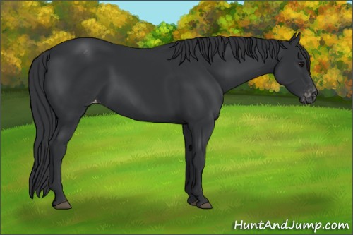 Horse Color:Black Appaloosa 