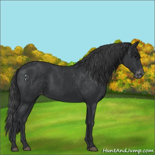 Horse Color:Black Appaloosa 