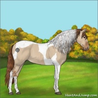 Horse Color:Red Dun Tobiano 