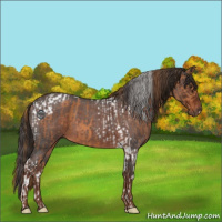 Horse Color:Chestnut Tobiano  and Liver Red Roan 