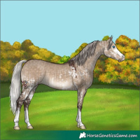 Horse Color:Silver Brown Dun Splash and Silver Brown Dun