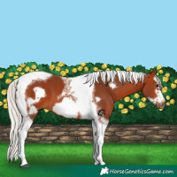 Horse Color:Silver Bay Splash Tobiano Frame 