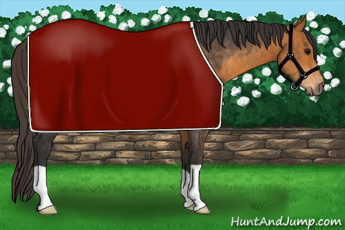 Horse Color:Buckskin Rabicano