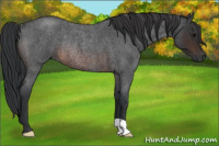 Horse Color:Brown Roan Rabicano 