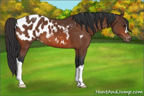 Horse Color:Bay Appaloosa 