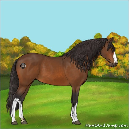 Horse Color:Unknown 
