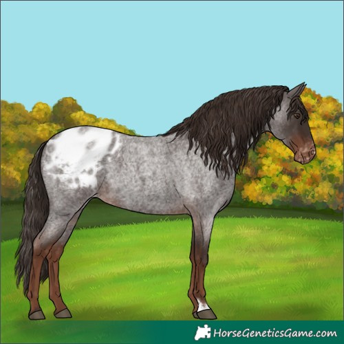 Horse Color:Liver Red Roan Appaloosa 