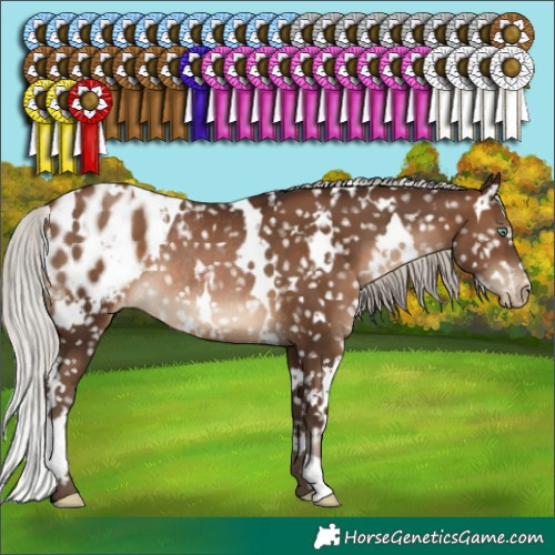 Horse Color:Gray White Spotted Silver Brown Pearl Appaloosa Rabicano 