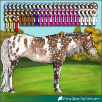 Horse Color:Gray White Spotted Silver Brown Pearl Blanket Rabicano 