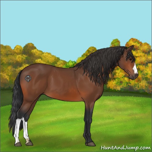 Horse Color:Bay 