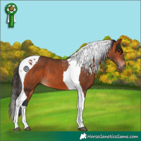 Horse Color:Bay Tobiano 