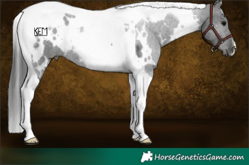 Horse Color:White Spotted Black Tobiano Rabicano 