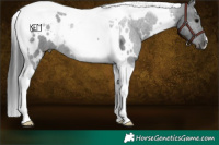 Horse Color:White Spotted Black Tobiano Rabicano 