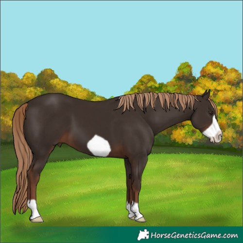 Horse Color:Liver Chestnut Frame