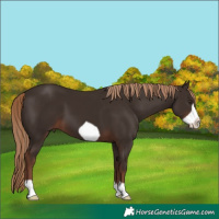Horse Color:Liver Chestnut Frame 