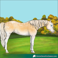 Horse Color:Palomino Ice Onyx Splash 