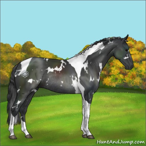Horse Color:White Spotted Black Tobiano Rabicano 
