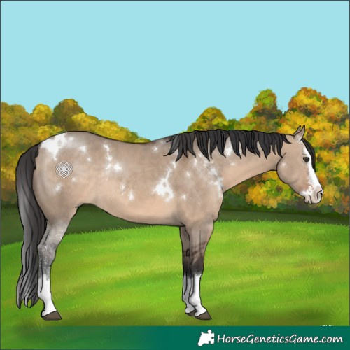 Horse Color:White Spotted Brown Dun Sabino Splash Rabicano
