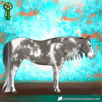 Horse Color:White Spotted Grullo Splash Tobiano Rabicano