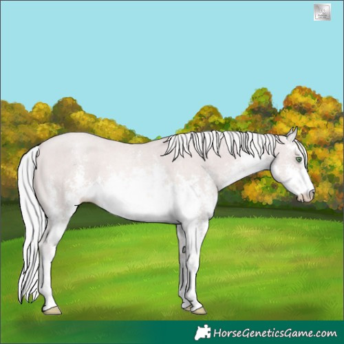 Horse Color:Platinum White Spotted Gold Cream Champagne Sabino