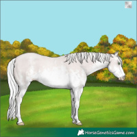 Horse Color:Platinum White Spotted Gold Cream Champagne Sabino 