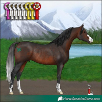 Horse Color:Brown Rabicano